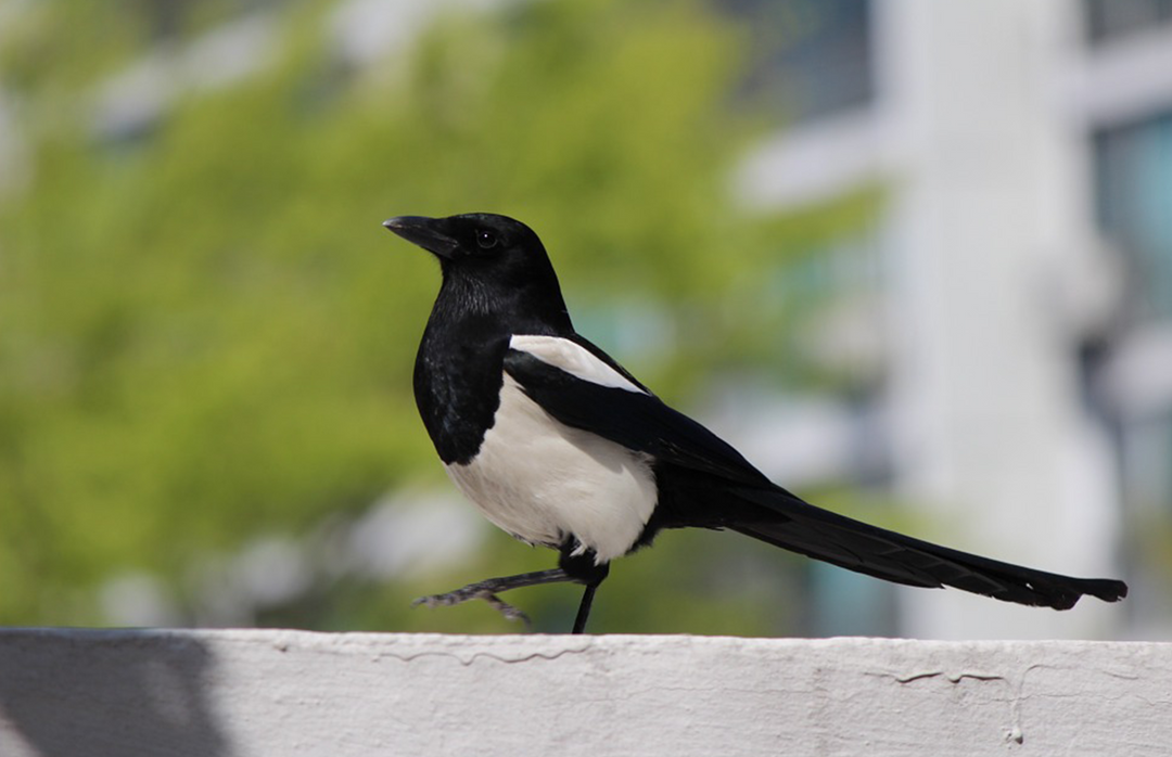 Magpies landing at Origins