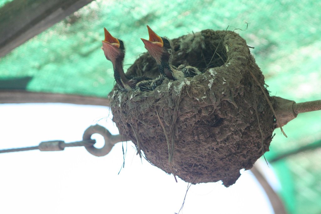 baby magpies so hungry 2018